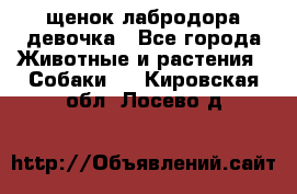 щенок лабродора девочка - Все города Животные и растения » Собаки   . Кировская обл.,Лосево д.